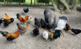 Chateau Mini Farm