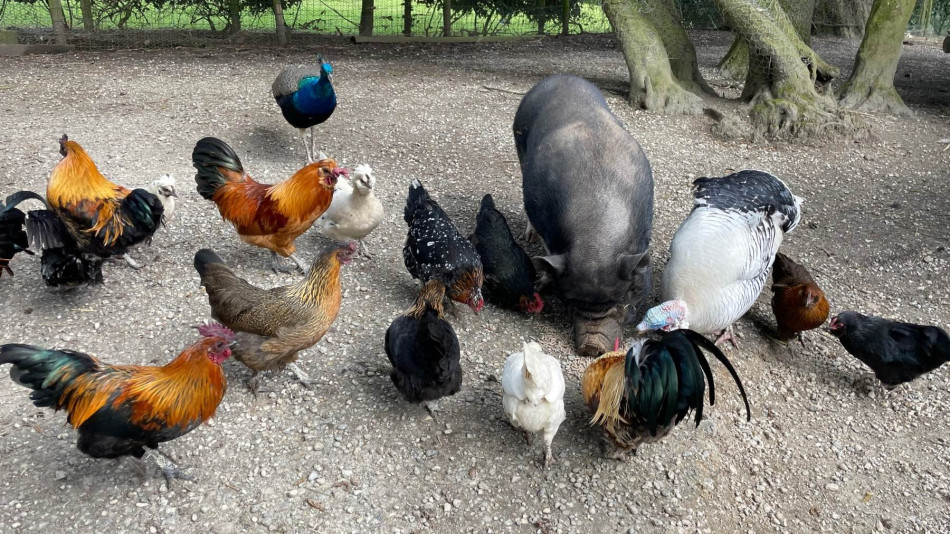 Chateau Mini Farm